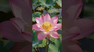 Watch a stunning AI timelapse of a lotus seed growing into a beautiful blooming flower A relaxing and magical nature transformation