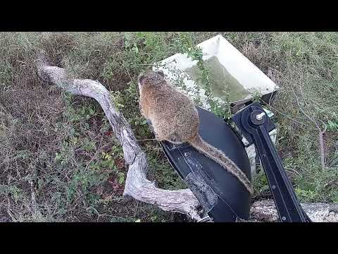 Djuma: Squirrel on mic below cam - 15:45 - 03/26/2022