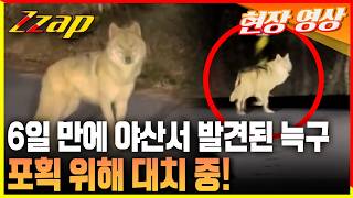 [세가지 뉴스] 야산서 발견된 늑구 현황!... 강아지처럼 말라 안쓰럽다