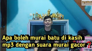 Download lagu Apa boleh murai batu di masteri dengan mp3 suara murai batu gacor❓️ simak vidio nya❗️ mp3