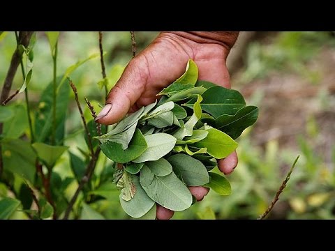 Colombian marching protest farmers defend the coca leaf