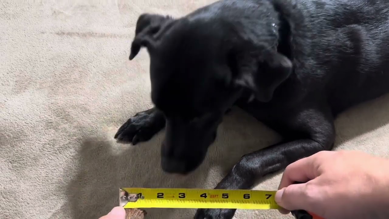 Real Review of my Devil Dog Elk Antler Dog Chew/ Dog Treat