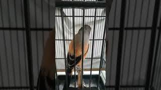 Download lagu Tembakan Geraja star mengerikan - Cendet asli produk Situbondo mp3 Download lagu Tembakan Geraja star mengerikan - Cendet asli produk Situbondo mp3