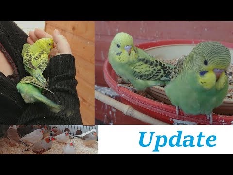 Birdroom, Catching Finches, More chicks and Mango!