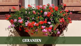 GERANIEN - Alles zu Sorten,Ansprüchen und Krankheiten der beliebten Balkonpflanze