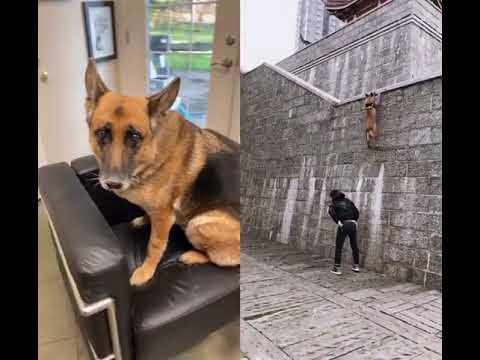 "Well, my dog tried 😬 #fy #fyp #foryou #foryoupage #dog #doggo #dogsoftiktok #flyingdo...