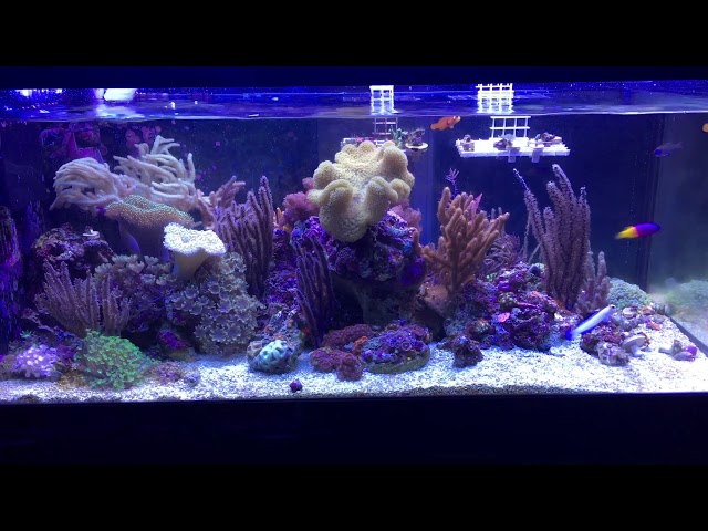 40g Peninsula Reef Tank