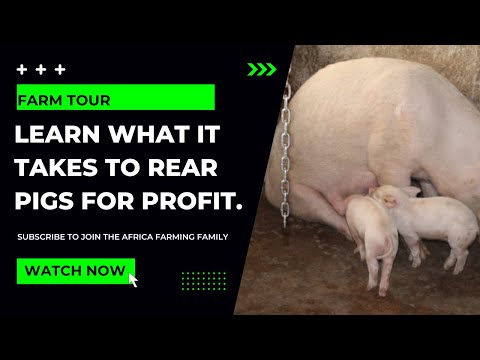 , title : 'Pig Farming Business Kajiado | AFRICA FARMING (FARM TOUR ep 5)'