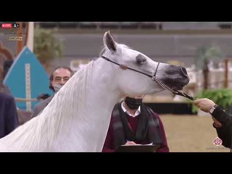 N 376 VICTORIA AL SHAQAB   23rd Qatar National Arabian Horse Show   Mares 7 10 Years Old Class 10