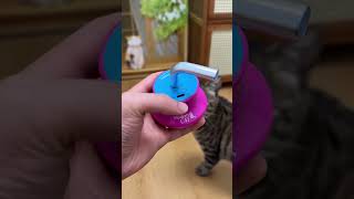 top 10 funny cat videos 😂😂 please 10k followers #funny #comedy