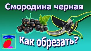 Как обрезать смородину. Обрезка смородины осенью, весной.