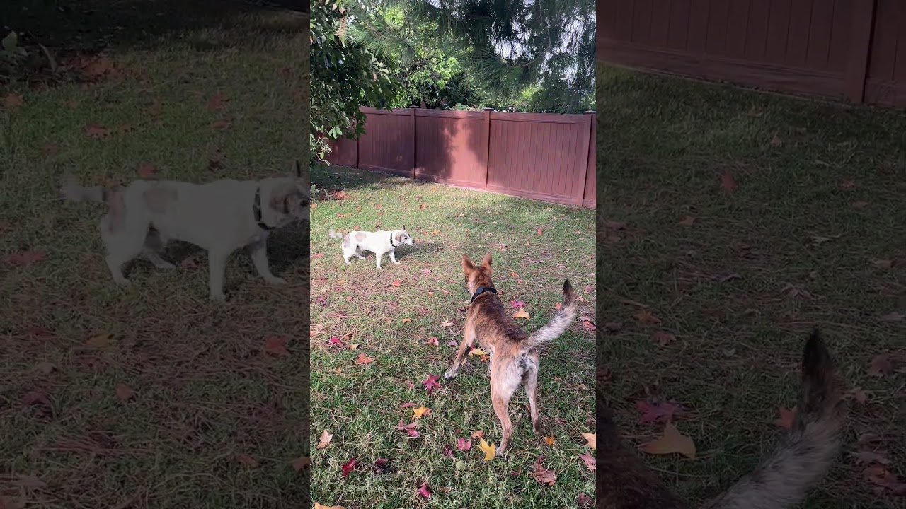 Enlarge Skip, a Adoptable mixed breed in Portland, OR video 5/6