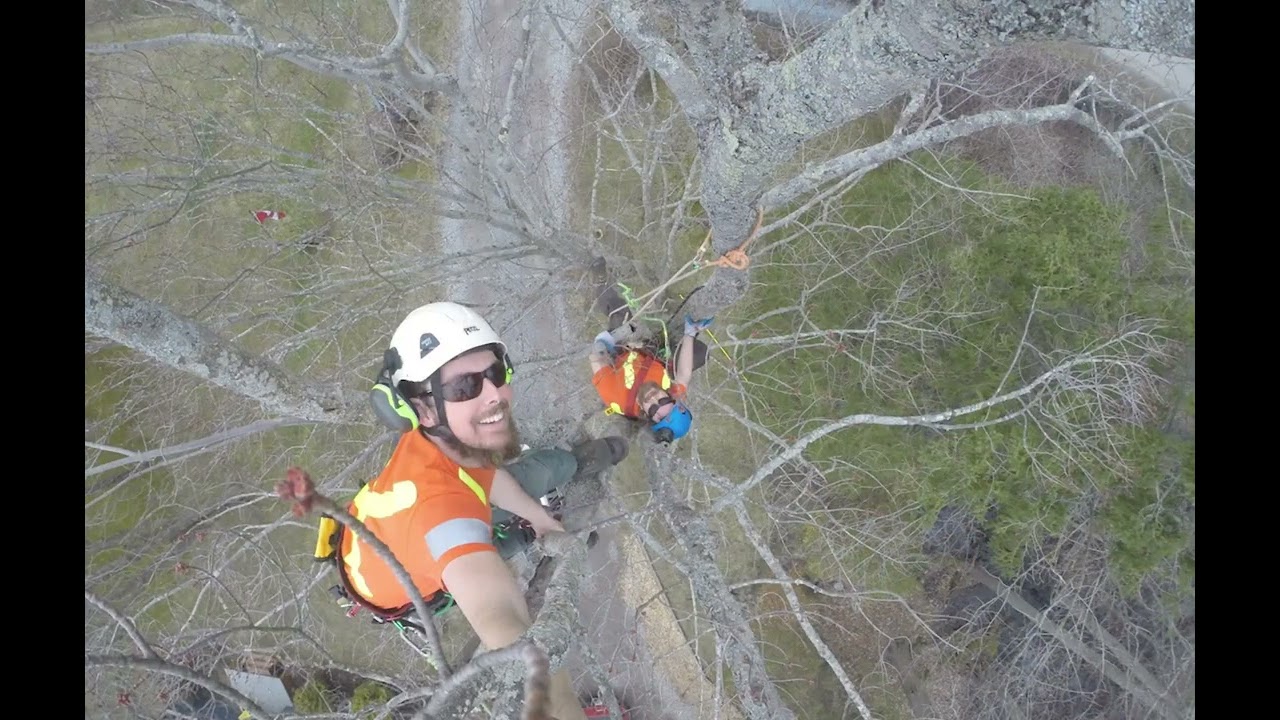 driftwood tree interview