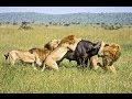 BBC News Animal World 2015 Wild Lions Struggling To Survive Documentary HD