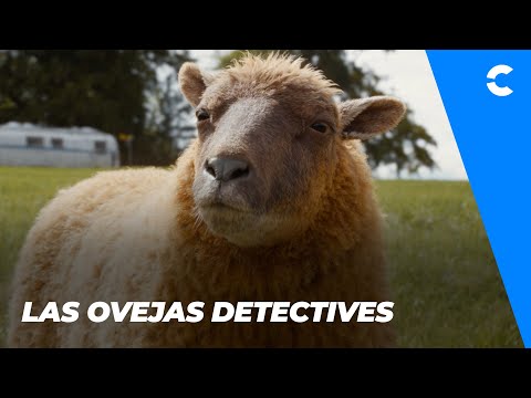 LAS OVEJAS DETECTIVES | TRÁILER