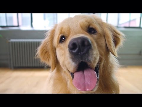 Let's make music with ADORABLE PETS