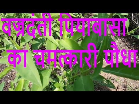 वज्रदंती/पियाबासा/कटसरैया एक चमत्कारिक औषधि indian ayurveda channel Video