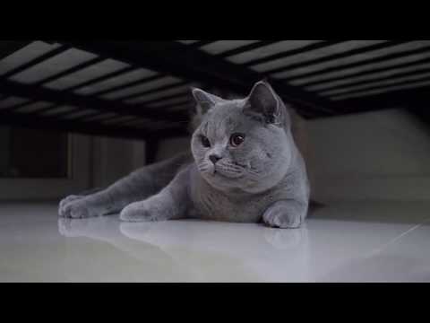 A happy day with Ragdoll and British shorthair (catlife)