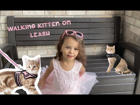 Zayna walking her kitten | Fun adventures with kitten l 🐱
