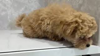 ハーフ犬の動画01