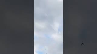 Download lagu Uji coba suara walet maximum 5 terbaru di malaysia mp3 Download lagu Uji coba suara walet maximum 5 terbaru di malaysia mp3