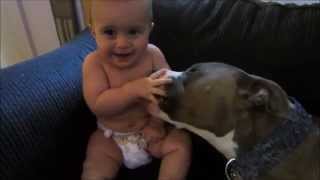 Pit Bull makes ticklish baby laugh