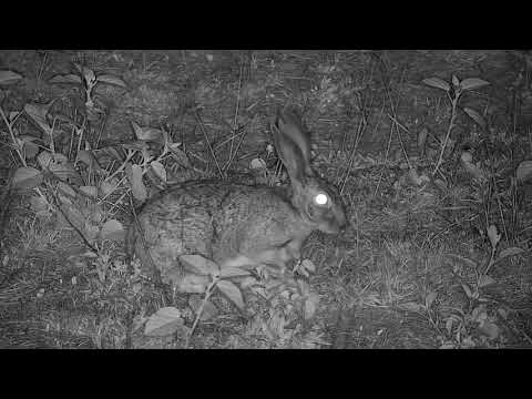 Djuma: Scrub Hare feeding - 04:18 - 10/24/20