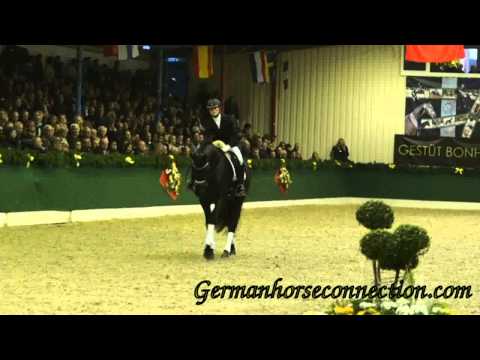 Morricone stallion presentation (another Millenium-offspring)