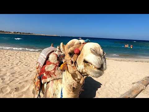 jízda na velbloudech po pláži / Abu Dabbab