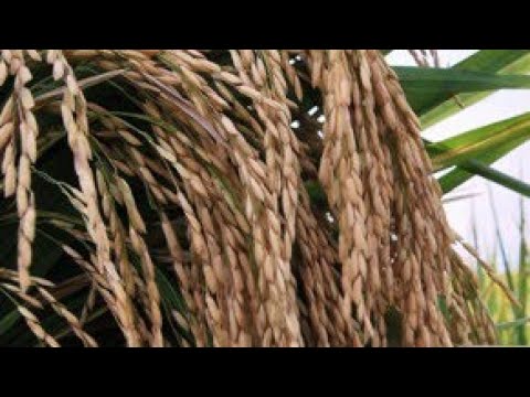 , title : 'Deskripsi Varietas Padi Lengkap Dengan Foto Per Tanaman|Standing Crop Paddy'