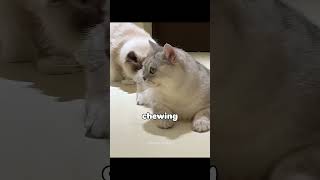 Download lagu This Hilarious Cat Won't Let Anyone Touch His Treasure! 😂 # shorts mp3