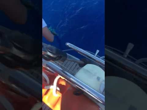 Una cattura inaspettata