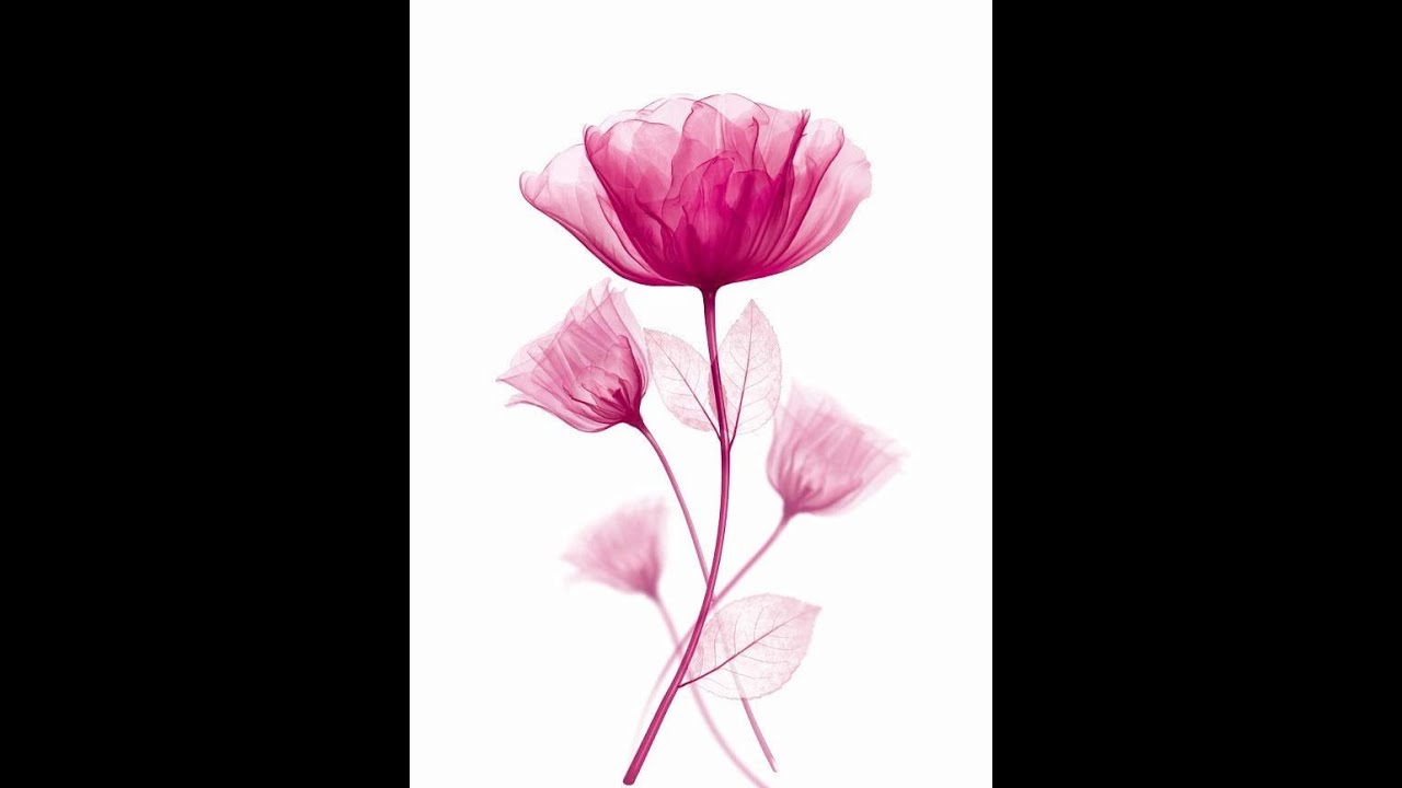 Comment utiliser les Huile Essentielles