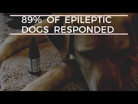 89% of Epileptic Dogs Improved With This