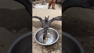 Download lagu great cormorant eats the whole fish instantly mp3 Download lagu great cormorant eats the whole fish instantly mp3