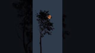 Download lagu Malam sunyi || instrumen titanic mp3