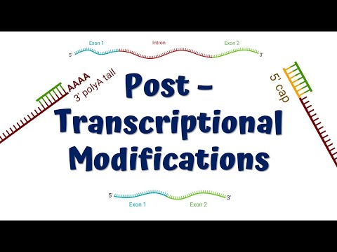 Post Transcriptional Modifications || mRNA processing || 5' Capping || Poly A Tail || Splicing