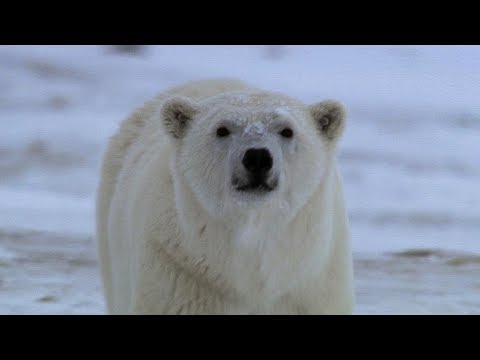 Huge Polar Bear Preys on Camera Crew | BBC Earth
