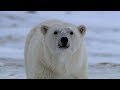 Huge Polar Bear Preys On Camera Crew BBC Earth