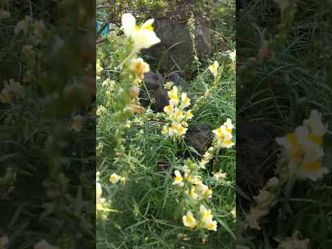 樫の葉アジサイ 植物