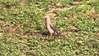 preview picture of video 'Chestnut-tailed starling'