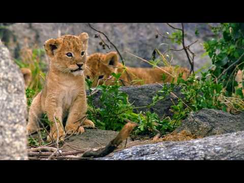 Né en Afrique : la loi de la savane