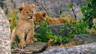 Born in Africa: the law of the savannah