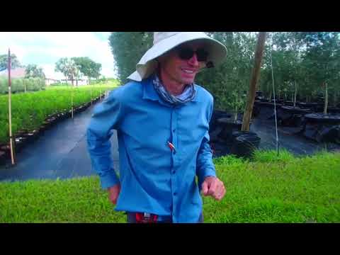 🔴 Best Exotic Trees in Florida 🔴  “Natural Farm” in Howey-in-the-Hills Florida USA