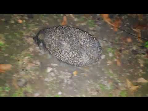 Kalnik 🎥🎞️📹🇭🇷