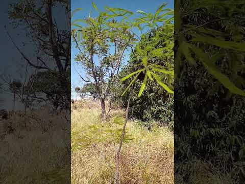 Pezinho de angico que plantei no Meu Sonho, Água Fria de Goiás.