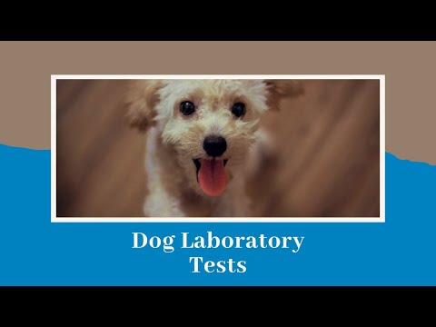 Understanding Dog Blood Tests