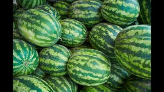 סערת האבטיחים - האם יש בהם חשש כלאיים ▪️ הרב נחמנסון ▪️ (ז' אייר תשפ"ה. בית כנסת חב"ד חדרה) (הערוץ של הרב יהודה לייב נחמנסון) - התמונה מוצגת ישירות מתוך אתר האינטרנט יוטיוב. זכויות היוצרים בתמונה שייכות ליוצרה. קישור קרדיט למקור התוכן נמצא בתוך דף הסרטון