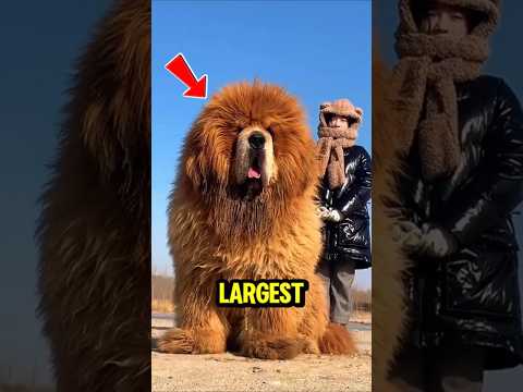 TOP 5 LARGEST DOG BREEDS in the WORLD!