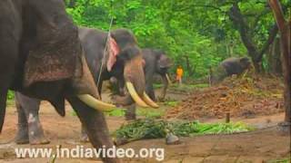Elephants at Punnathoorkotta Anathavalam